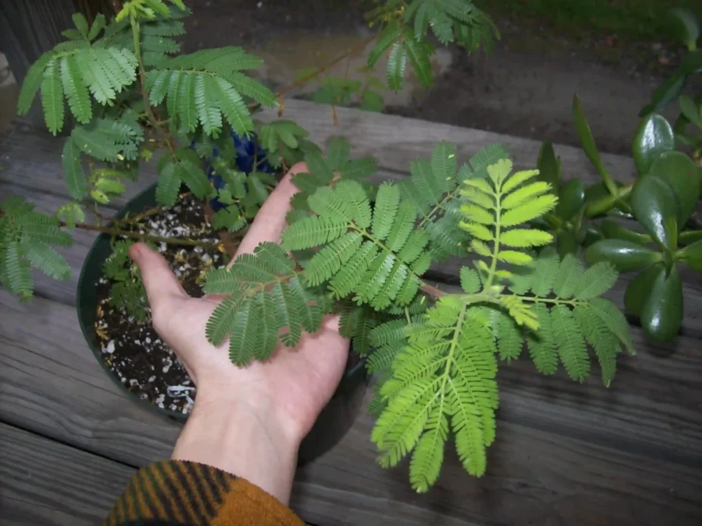 mimosa hostilis root bark